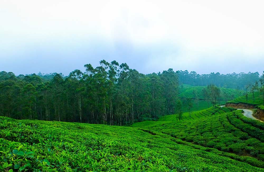 Cloudcastle Resort and Spa Munnar